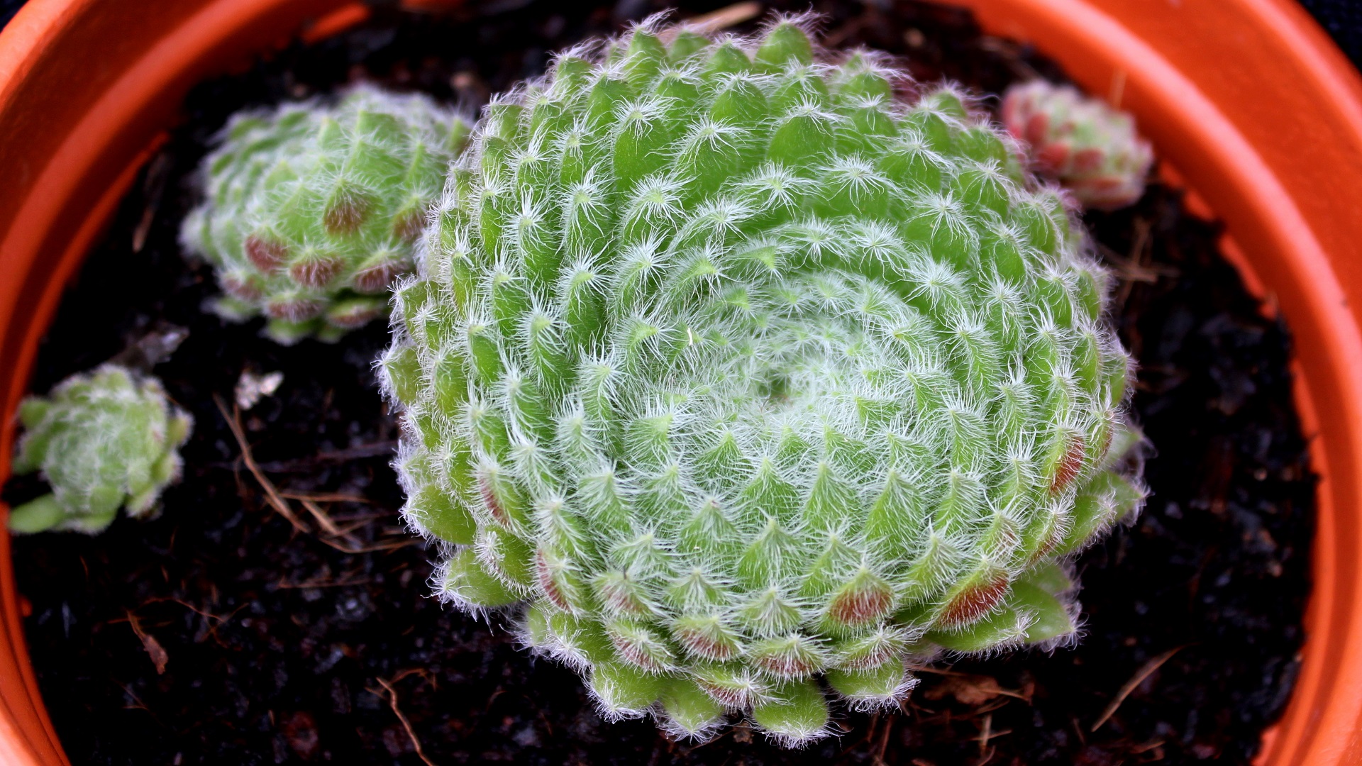 Bewimperte Hauswurz- (Sempervivum ciliosum) | Garten Wissen