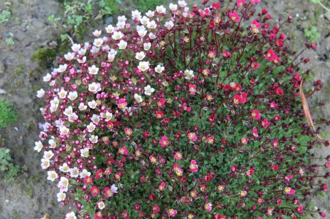 MoosSteinbrech (Saxifraga bryoides) Garten Wissen