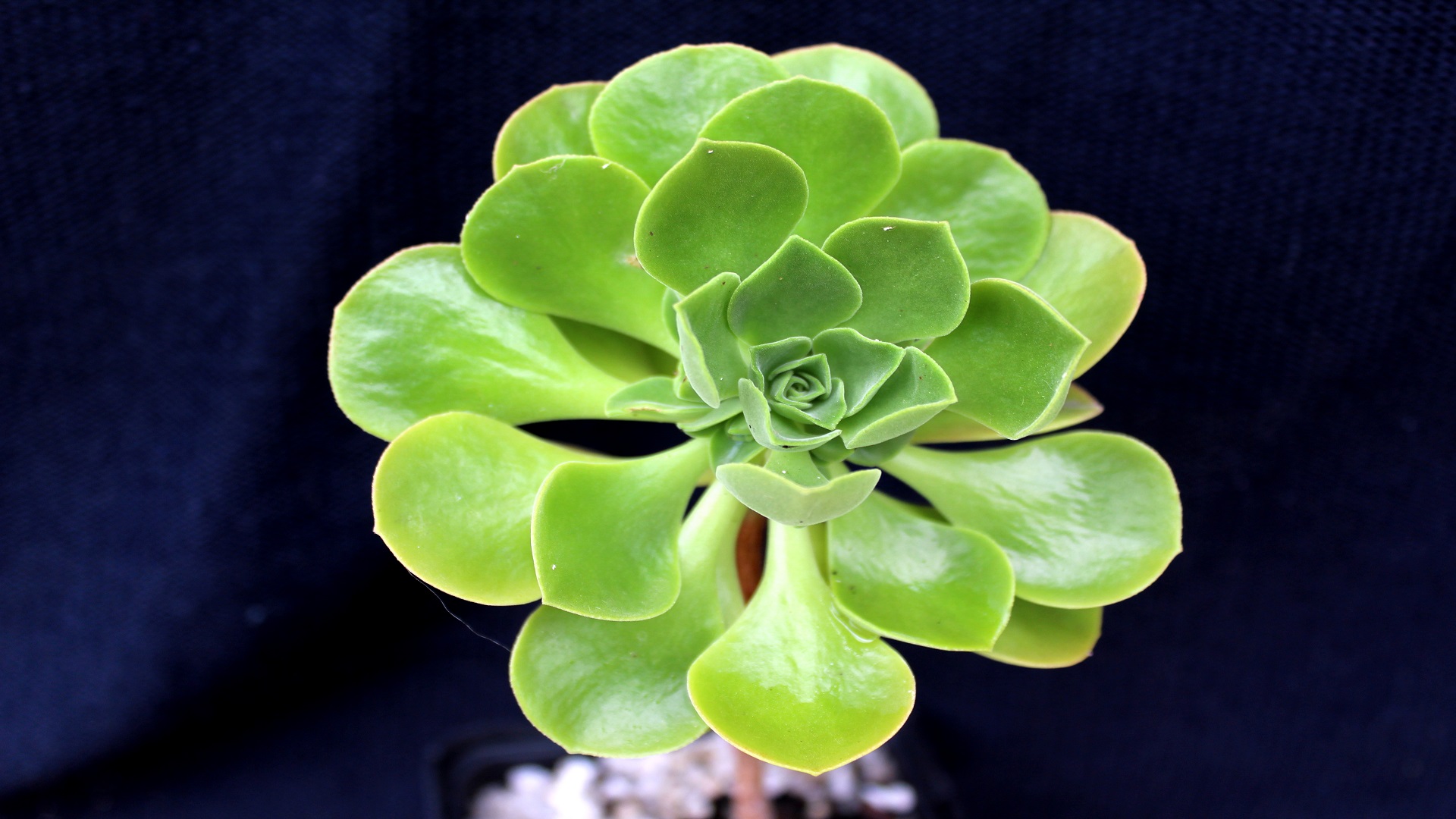 Aeonium goochiae Aeonium Garten Wissen