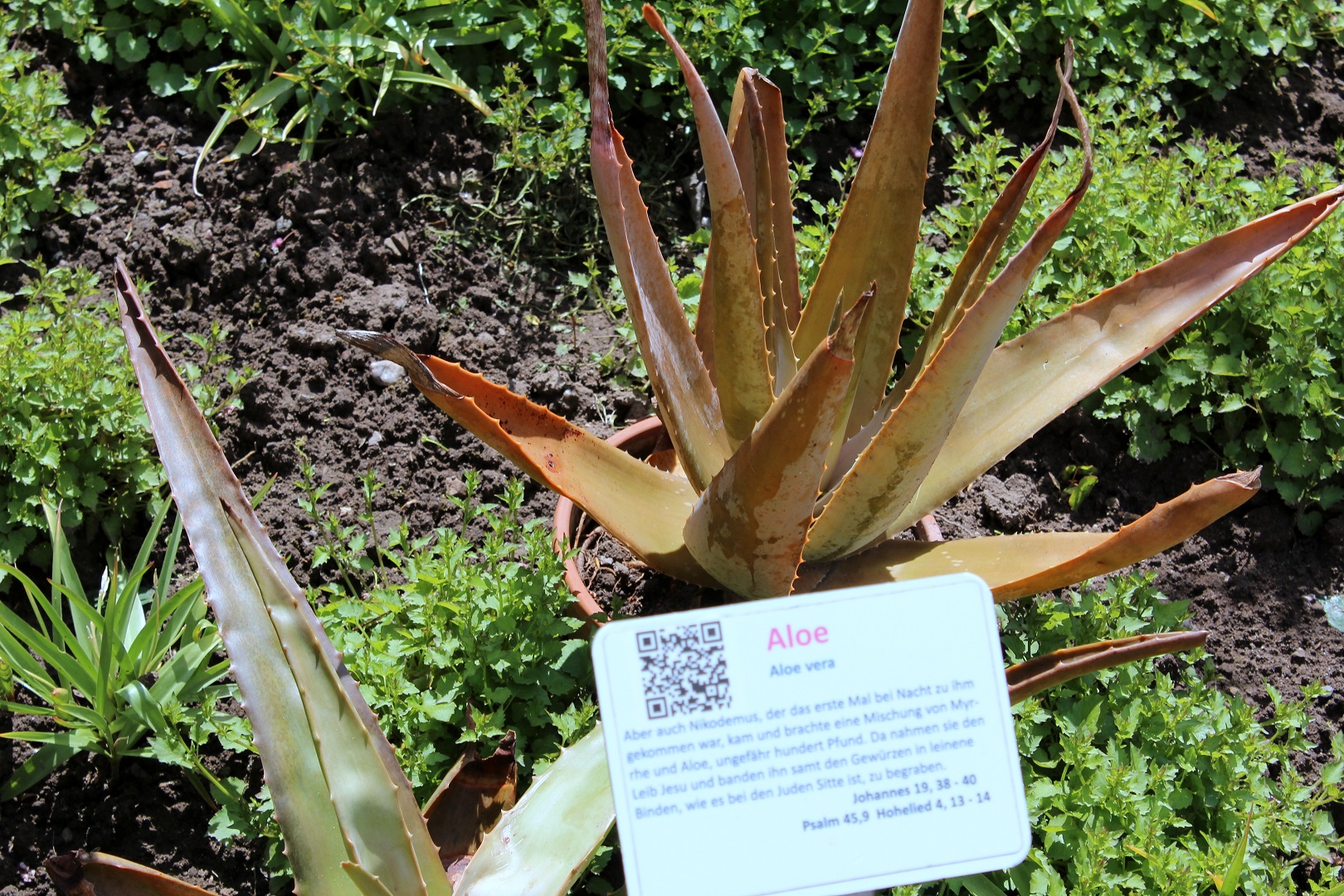 Echte Aloe (Aloe vera) Agaven Garten Wissen