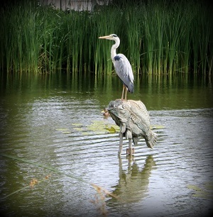 gw-karpfenfaengerteich-fischreiher-vign