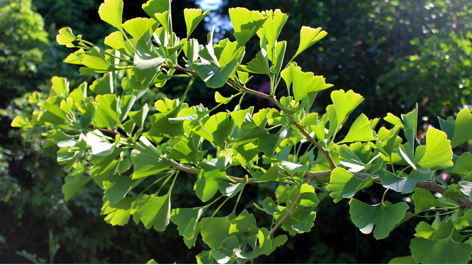 GingkoBaum (Gingko biloba) Garten Wissen