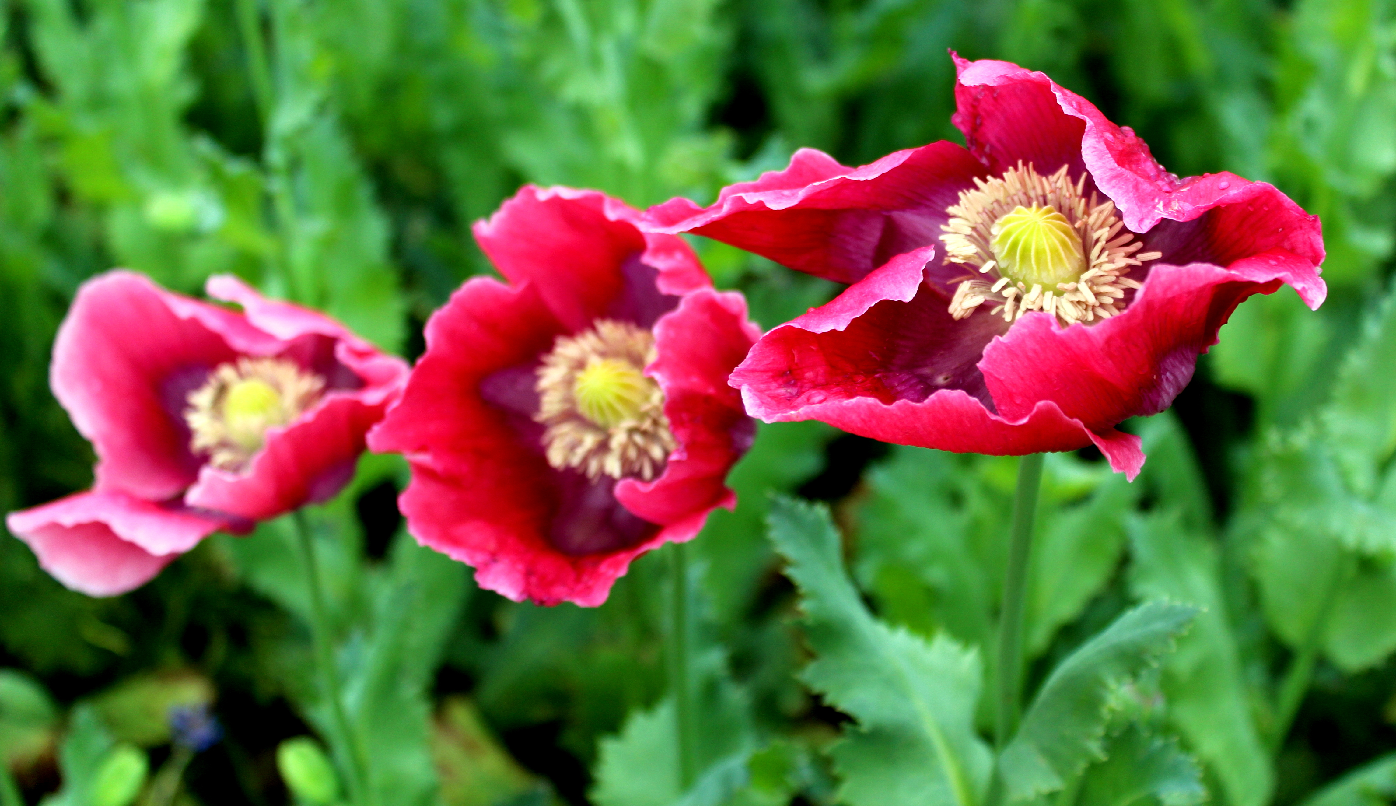 Schlafmohn (Papaver somniferum) Mohn Garten Wissen