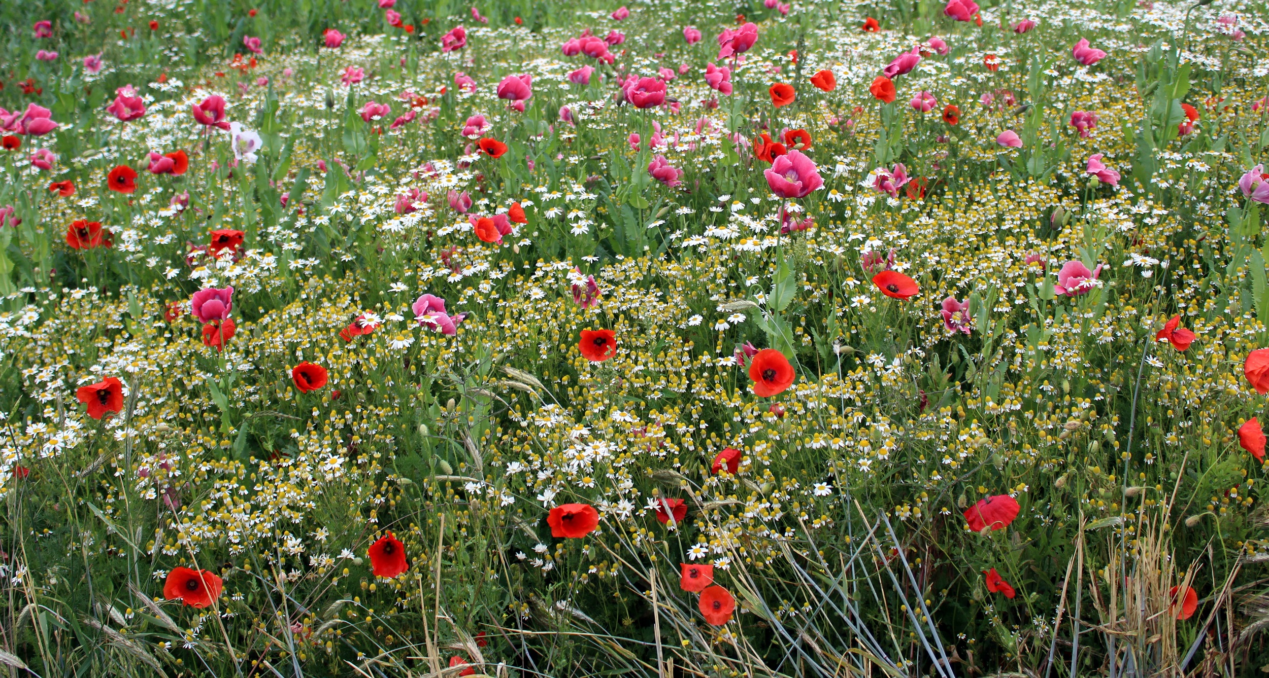GWBlumenwieseVorschaubild Garten Wissen