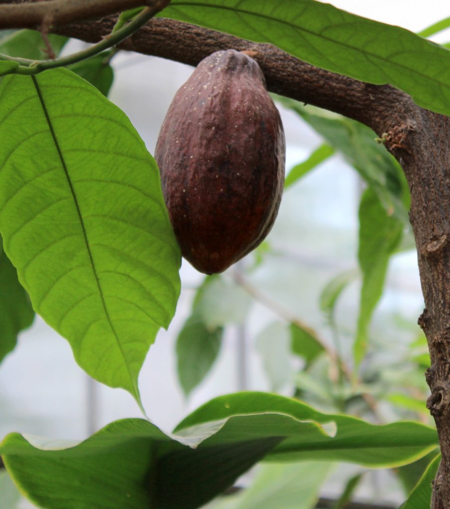Kakaofrucht | Garten Wissen