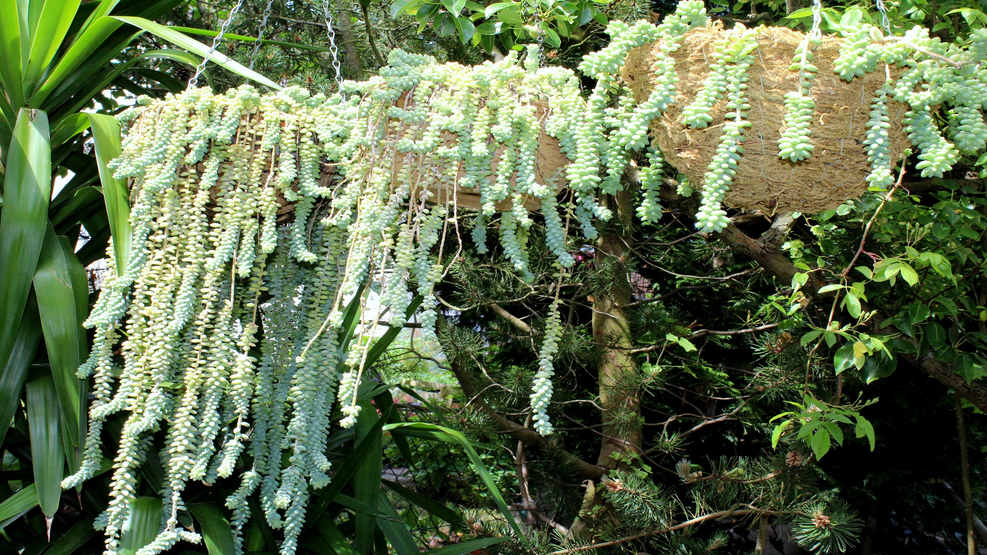 Affenschaukel (Sedum Garten Wissen
