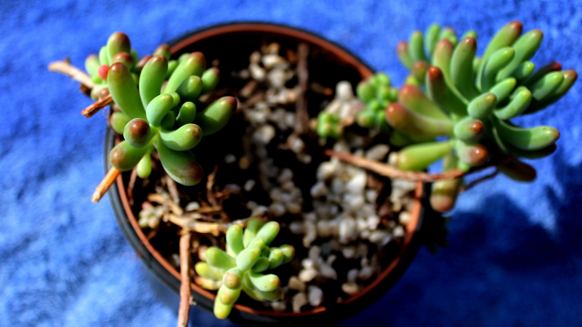 Sedum pachyphyllum | Dickblattgewchse | Garten Wissen