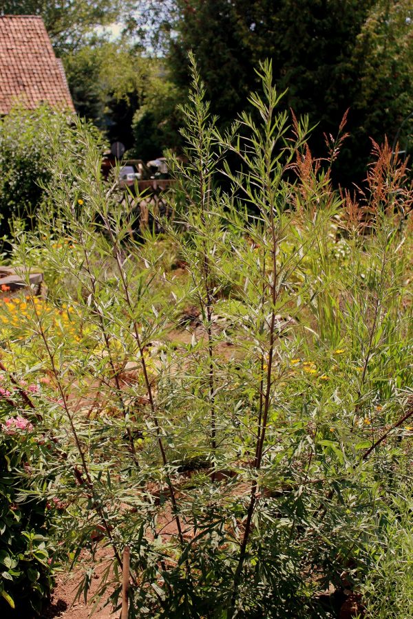 Beifuß (Artemisia vulgaris) | Garten Wissen