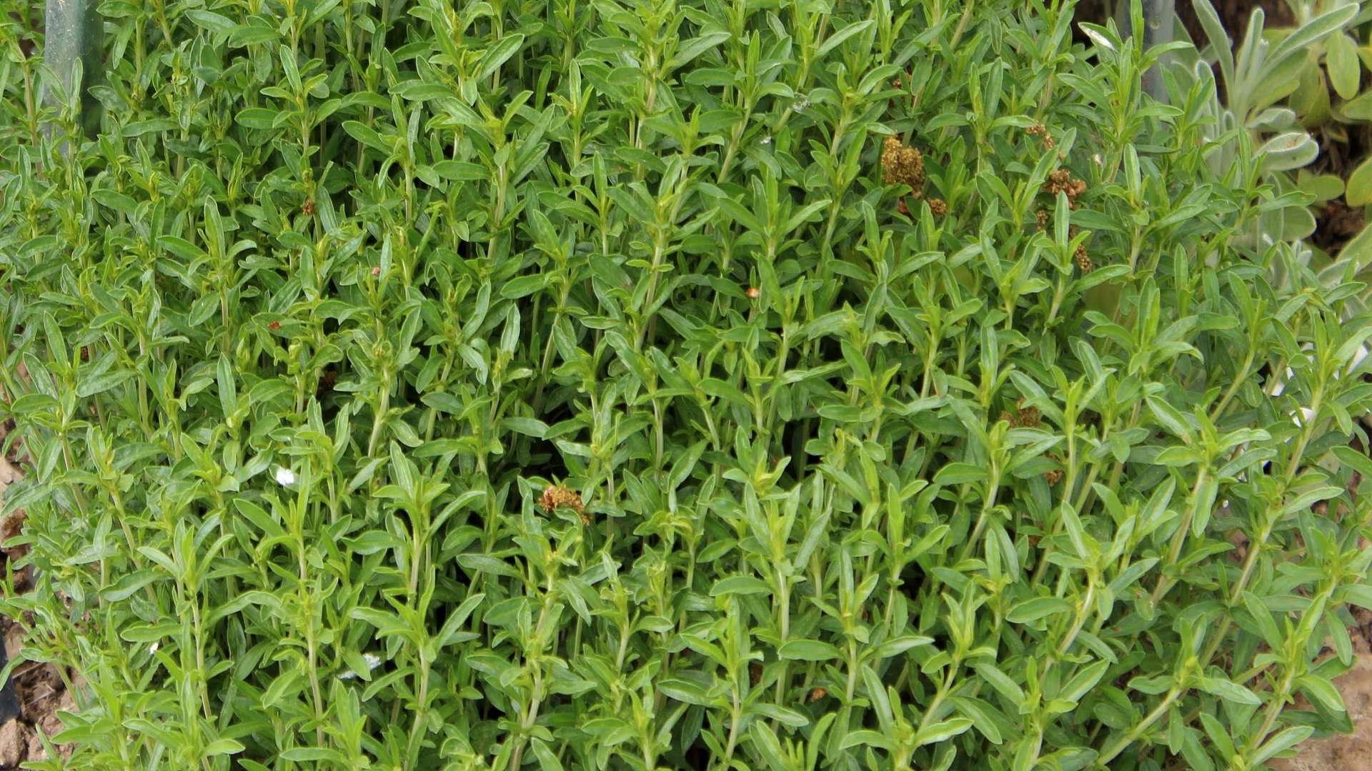 Bergbohnenkraut (Satureja montana) | Garten Wissen