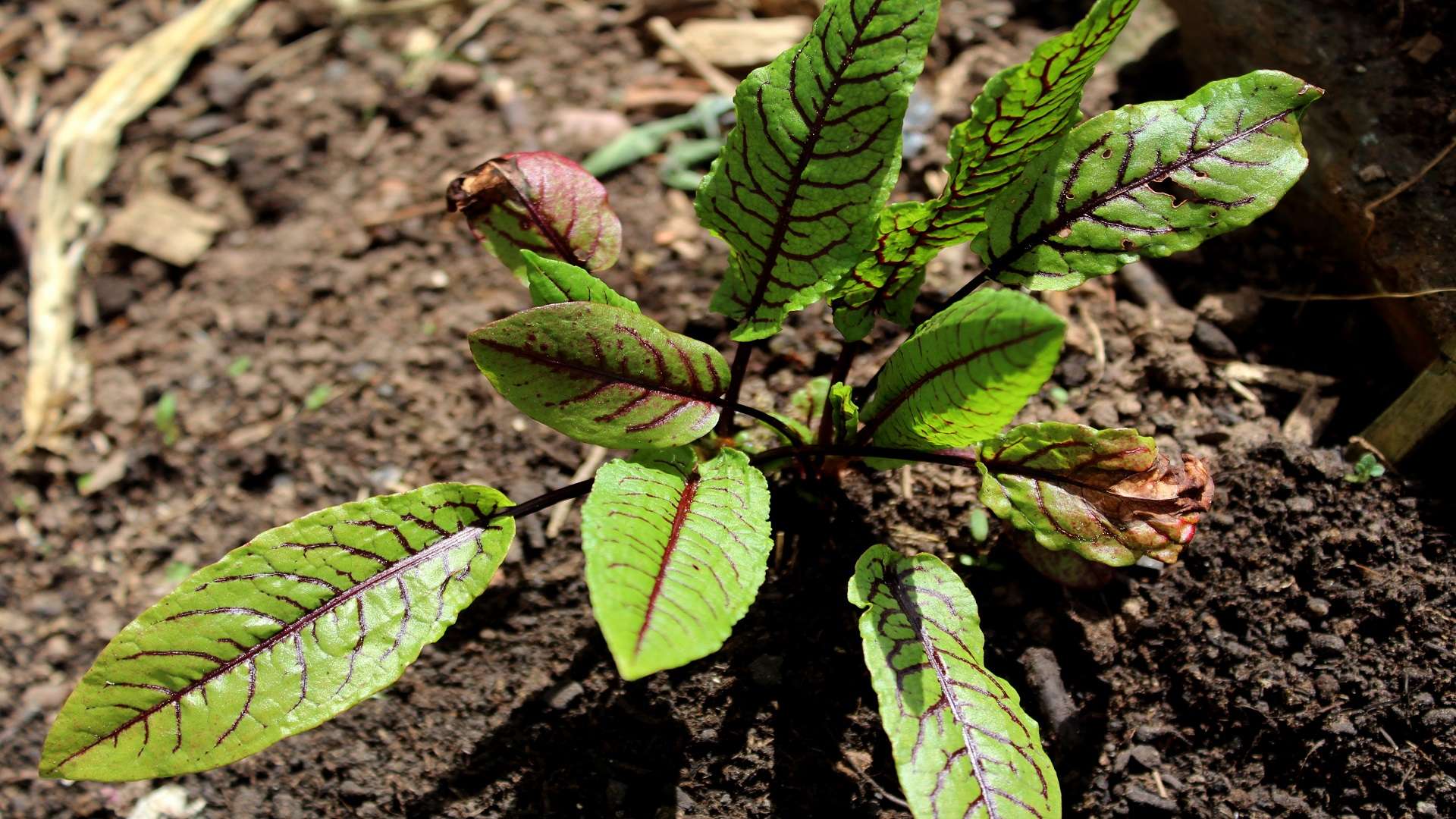 Sauerampfer (Rumex acetosa) Sauerampfer Garten Wissen