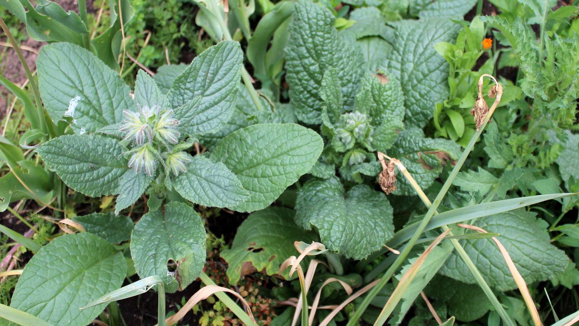 Borretsch (Borago officinalis) | Borretsch | Garten Wissen