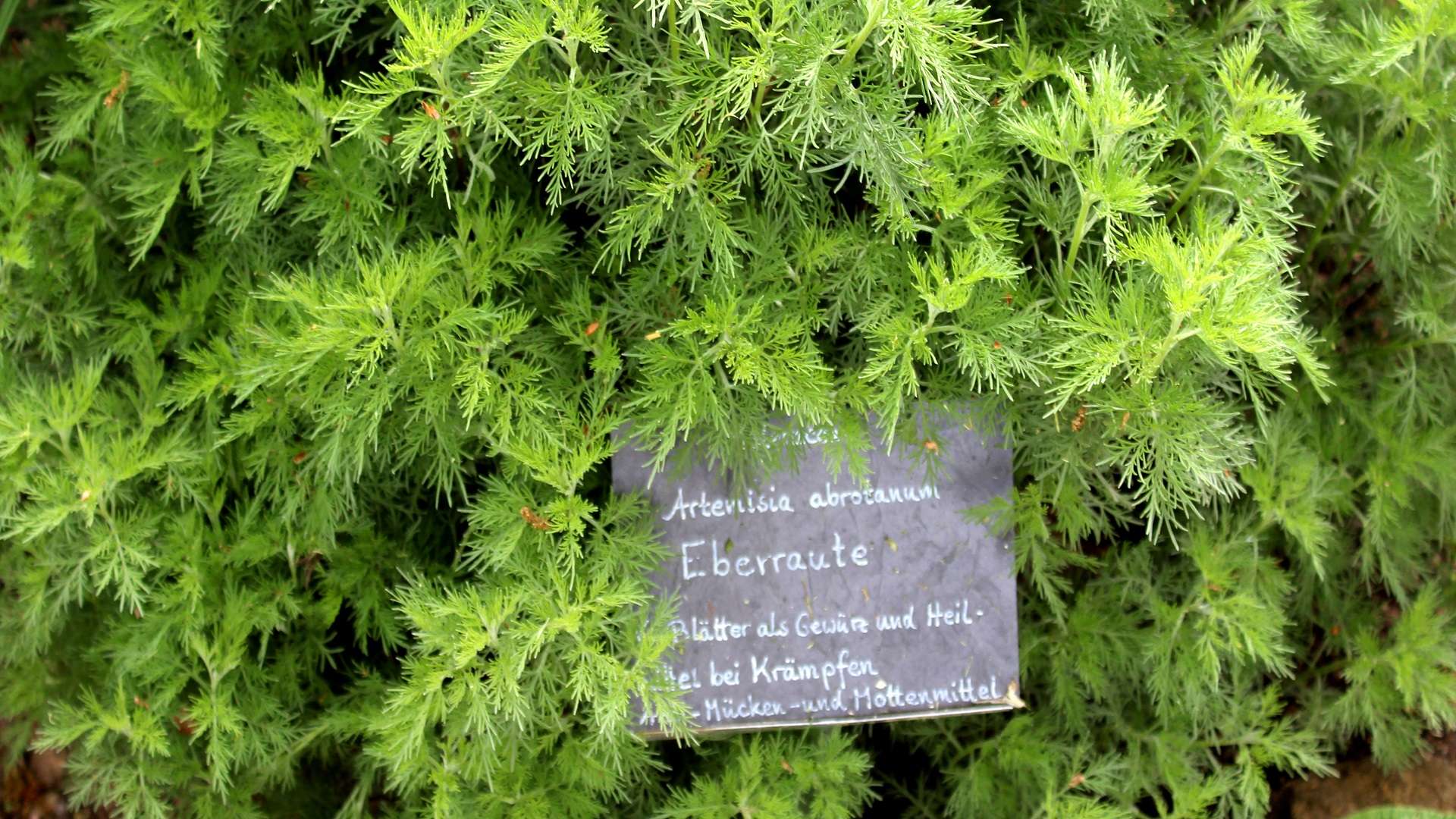 Eberraute (Artemisia abrotanum) Eberraute Garten Wissen
