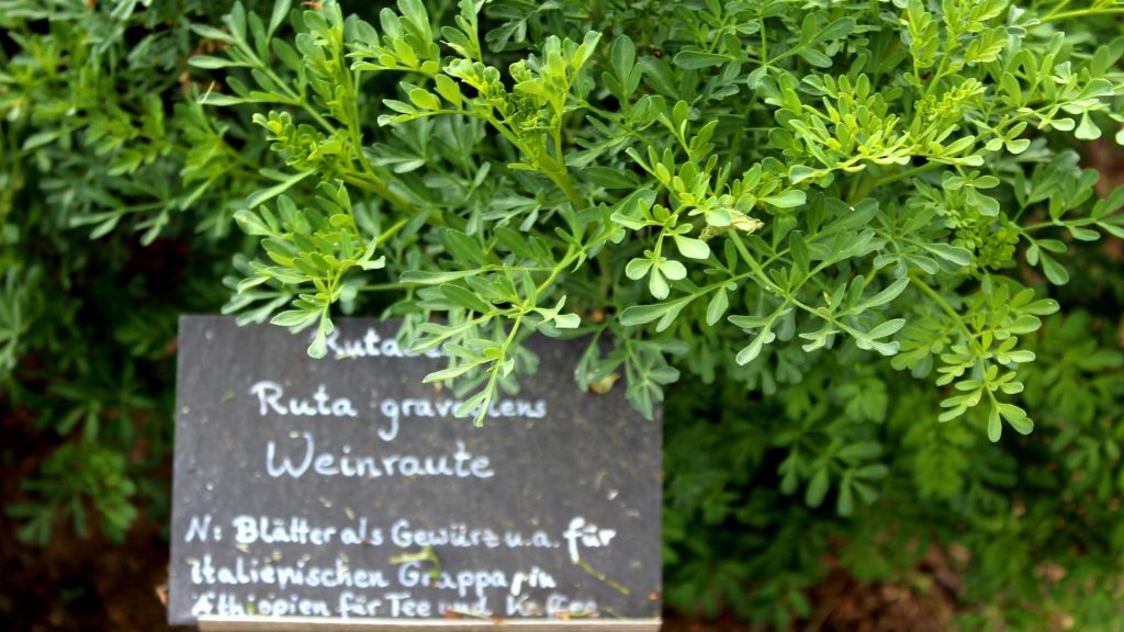 Weinraute (Ruta graveolens) | Garten Wissen