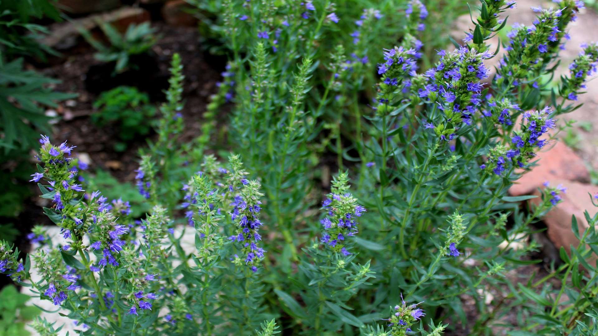 Ysop (Hyssopus officinalis) | Ysop | Garten Wissen