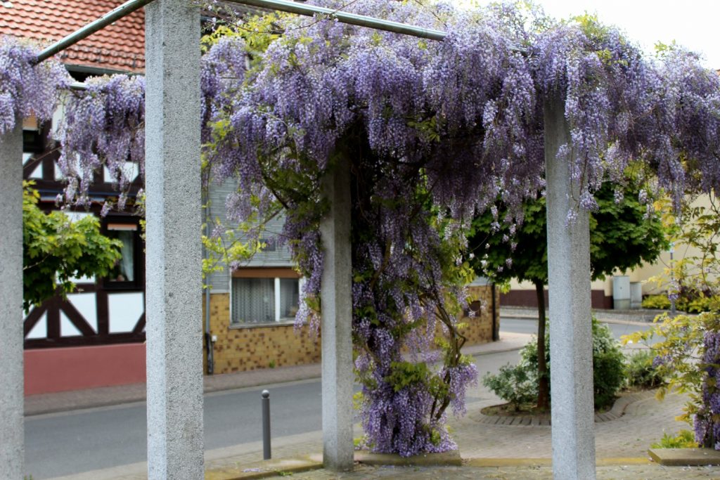Glyzinie k1 | Garten Wissen