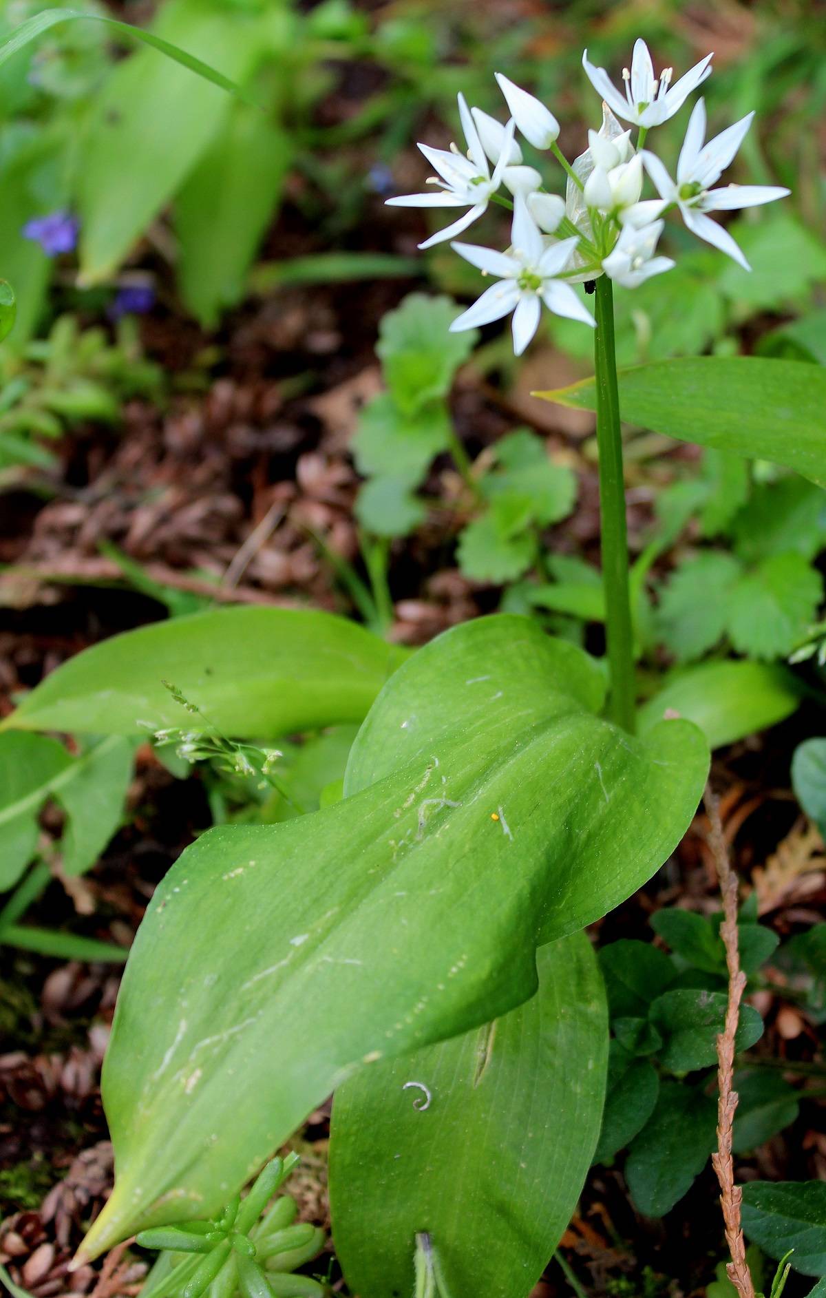 Bärlauch (Allium ursinum) Lauch Garten Wissen