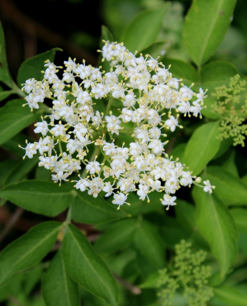 Schwarzer Holunder (Sambucus nigra) | Garten Wissen