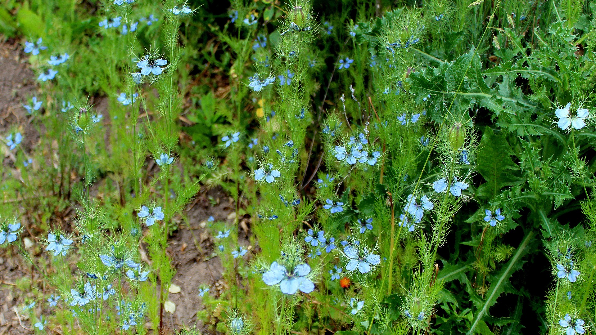 Jungfer im Grünen (Nigella damascena) Garten Wissen