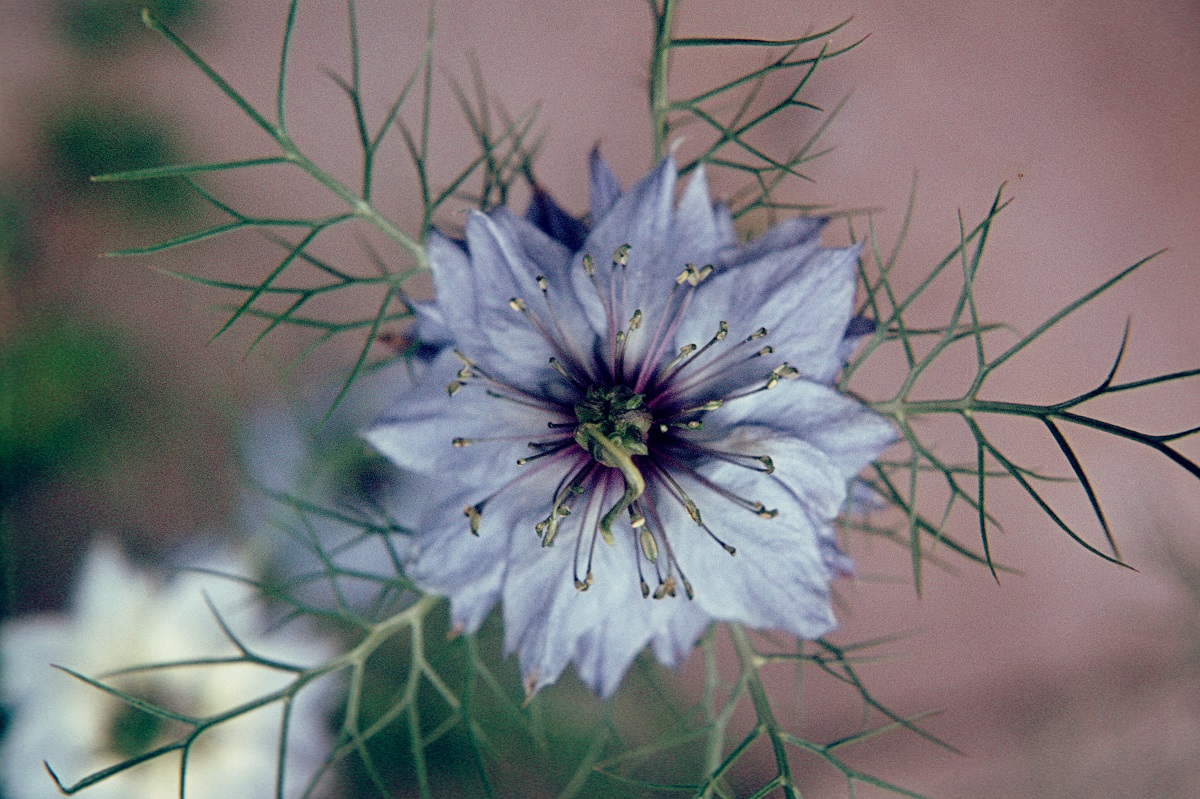 jungfer im grünen dia s1 Garten Wissen
