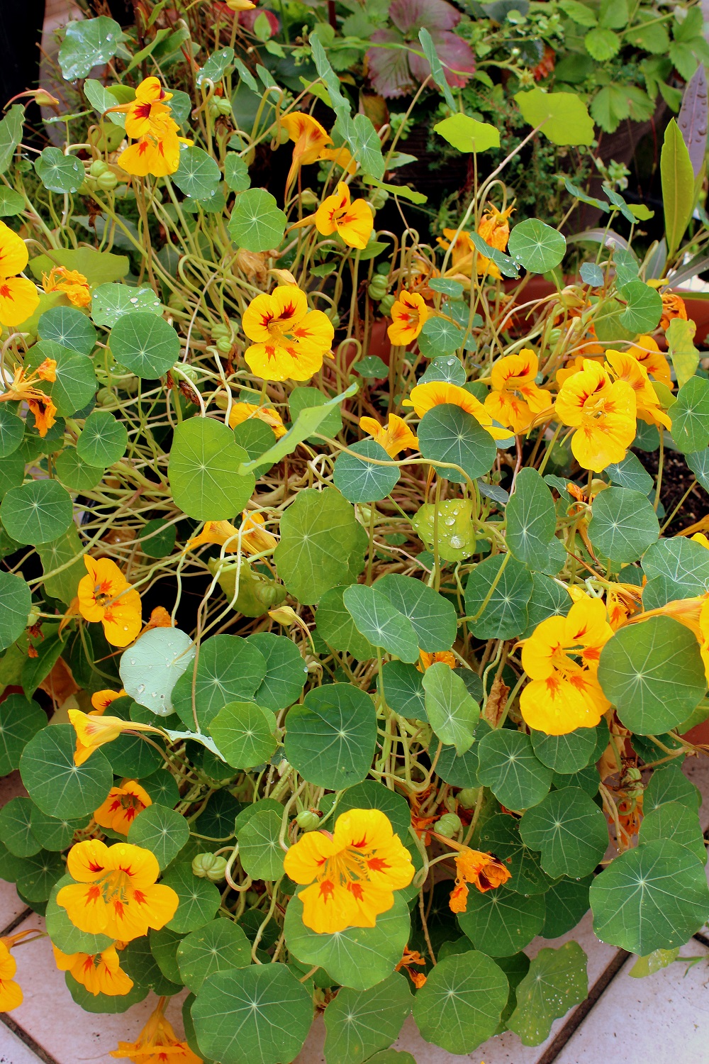 kapuzinerkresse_01 Garten Wissen