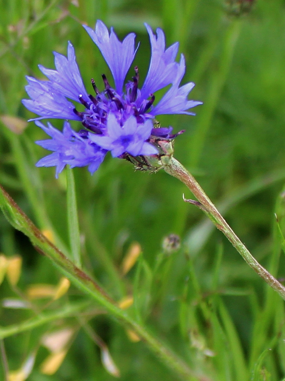 Kornblume (Centaurea cyanus) Sommerblumen Garten Wissen