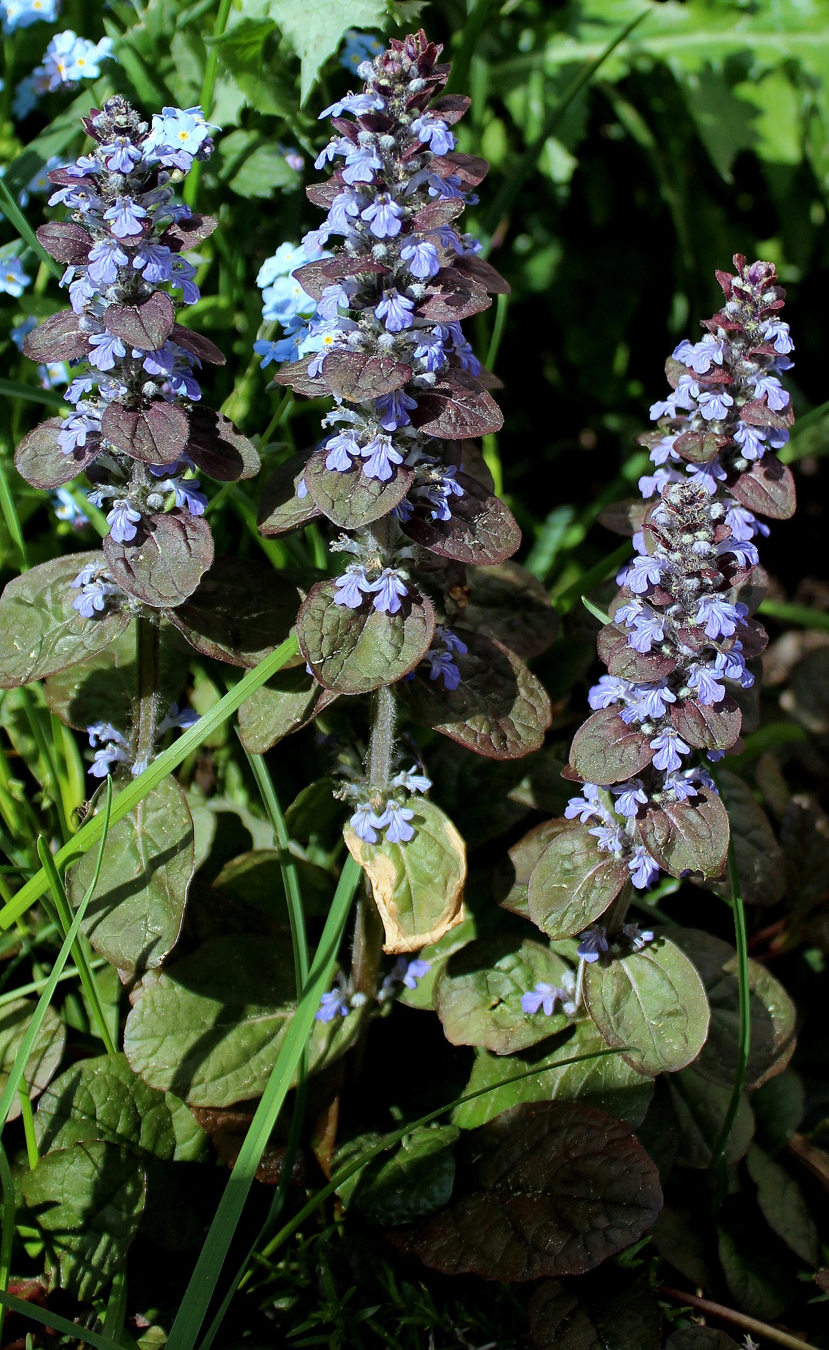 Kriechender Gnsel (Ajuga reptans) | Garten Wissen