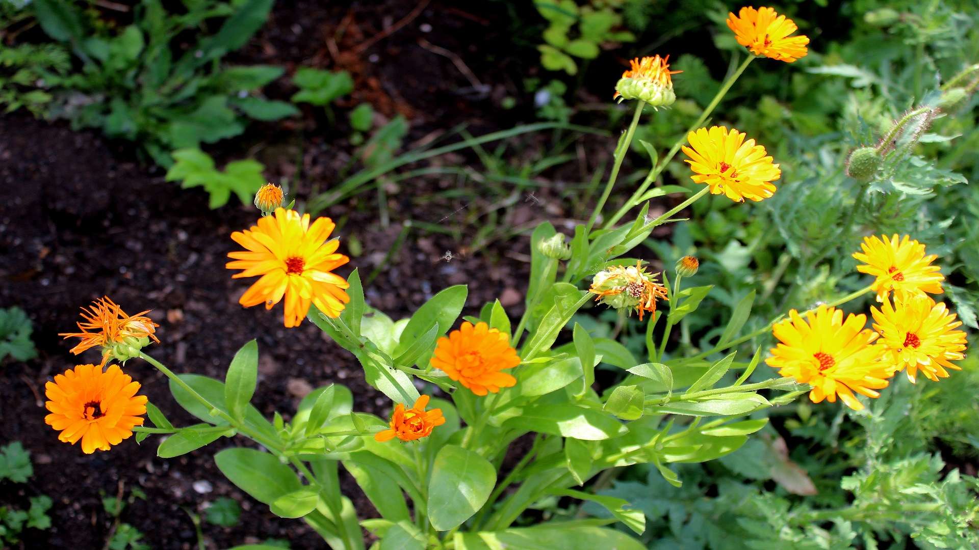 garten ringelblume