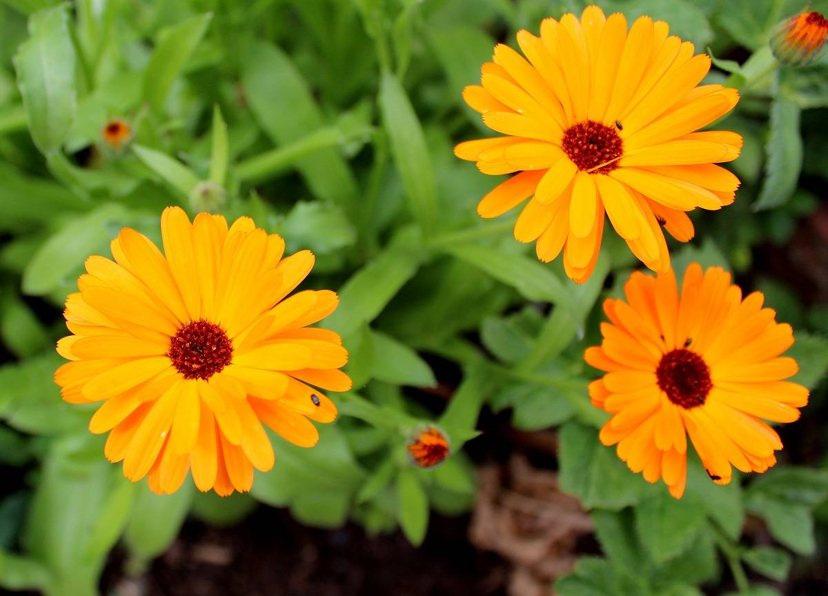 Ringelblumen Garten Wissen