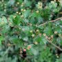 Weißdorn (Crataegus) | Weißdorn | Garten Wissen