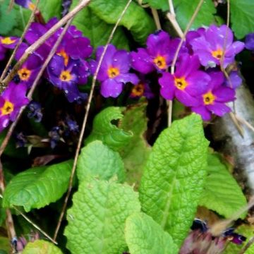 rosa-violette Gartenaurikel duftende Primel Alpinumpflanze für den Steingarten 