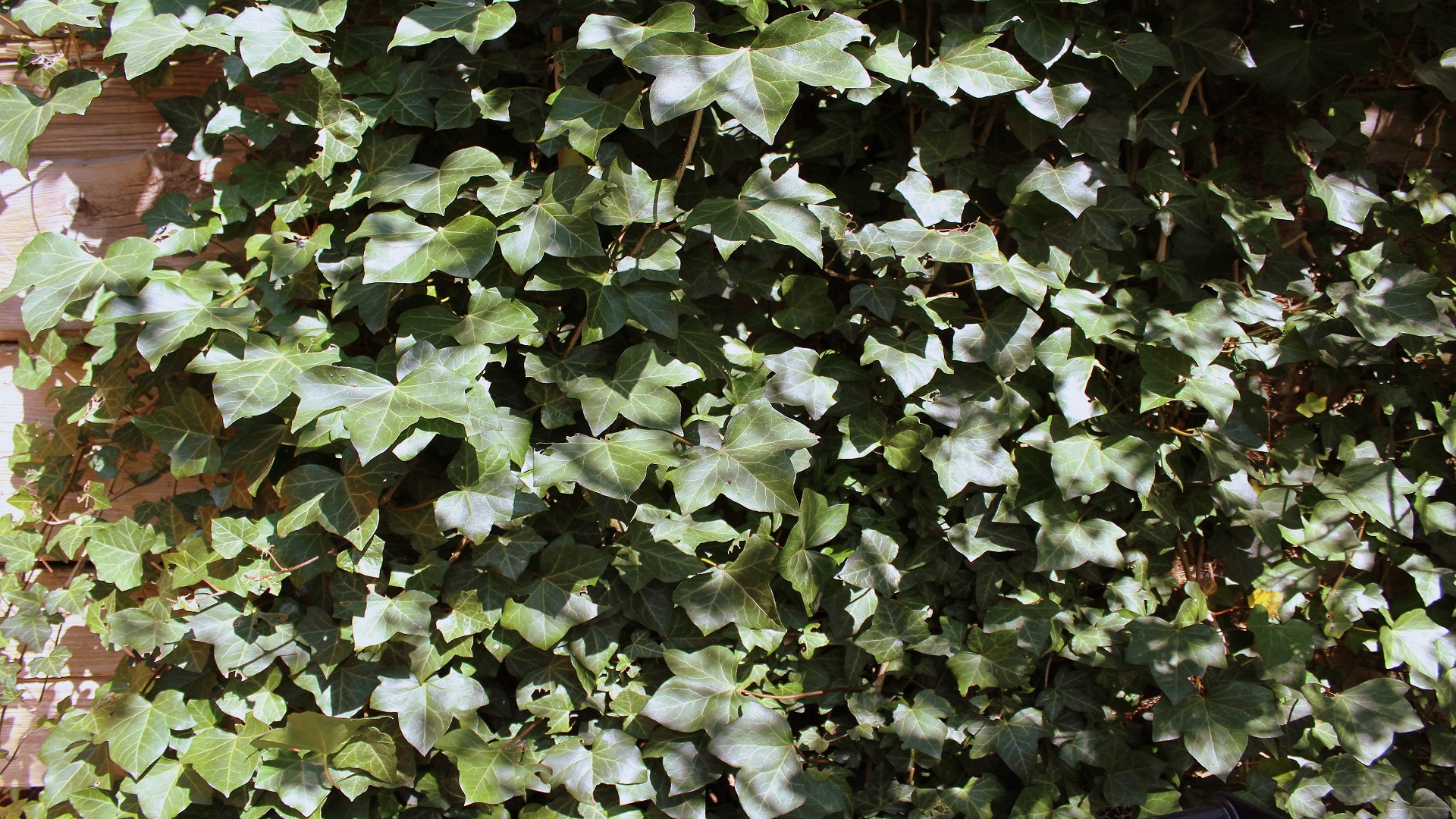 Gemeiner Efeu (Hedera helix) Garten Wissen