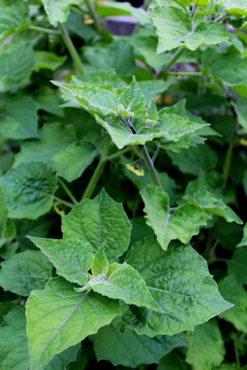 Lampionblume (Physalis alkekengi) Garten Wissen