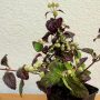 Pflanze des Aztekischen Süßkrautes