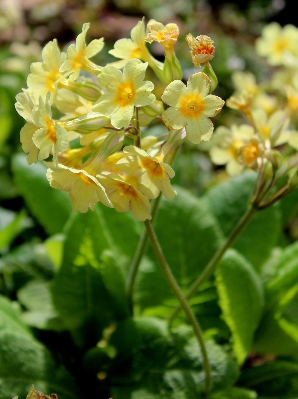 Hohe Schlüsselblume (Primula elatior) | Garten Wissen