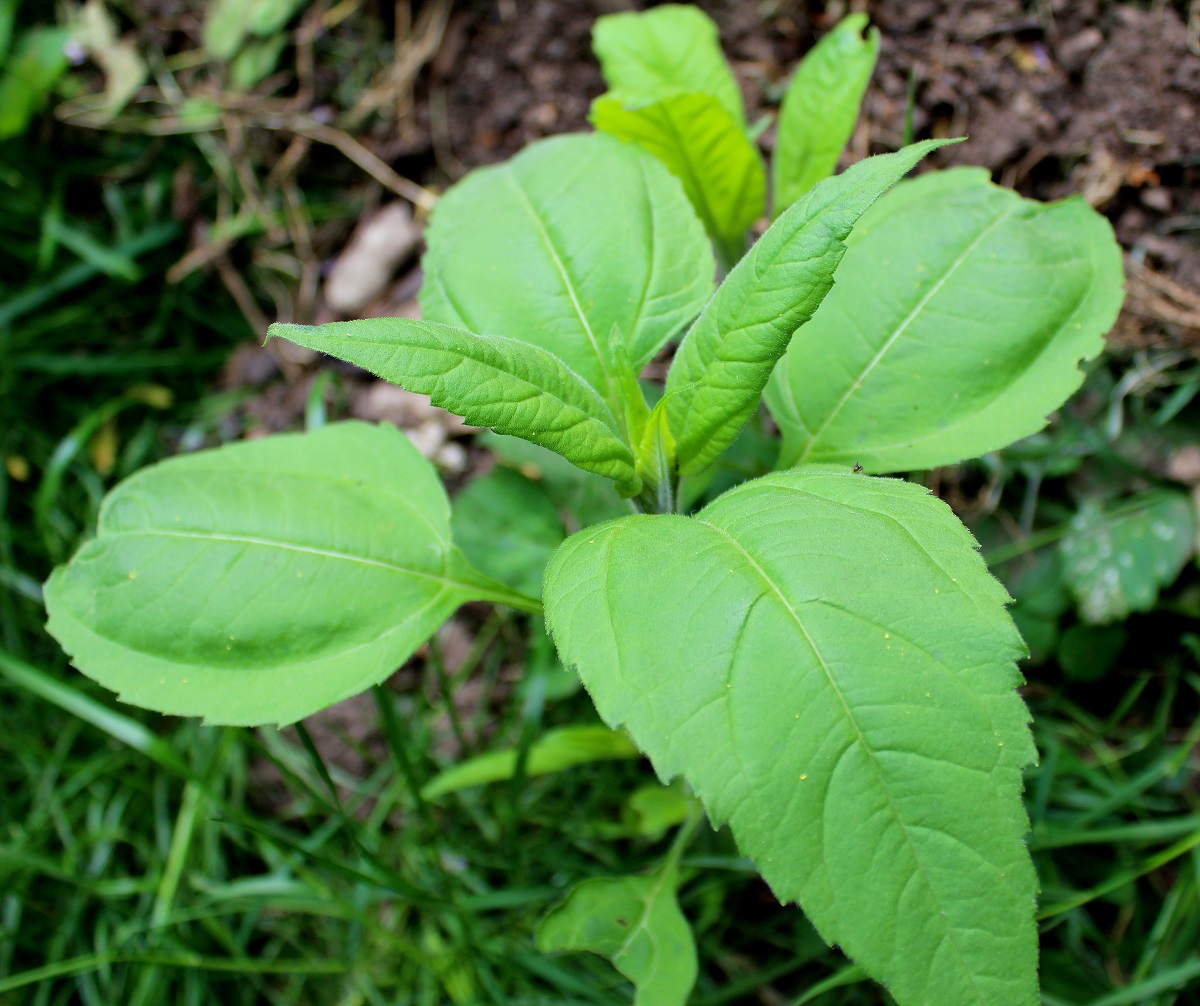 topinambur jungpflanze 01 MAI 282015 s1 Garten Wissen