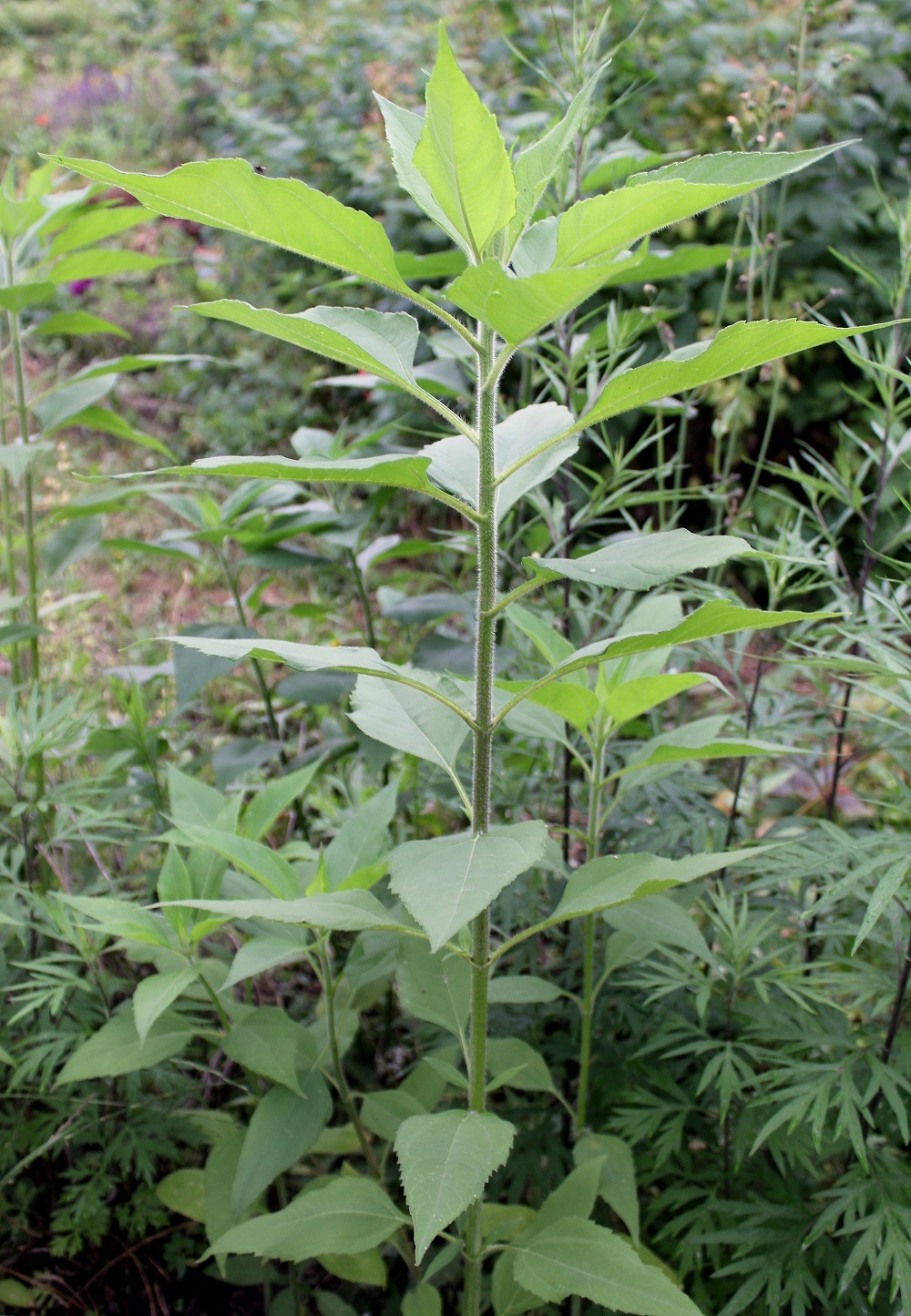Topinambur (Helianthus tuberosus) Garten Wissen