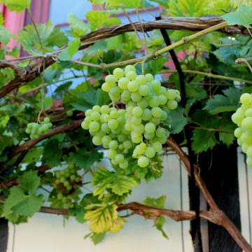 Echte Weinrebe