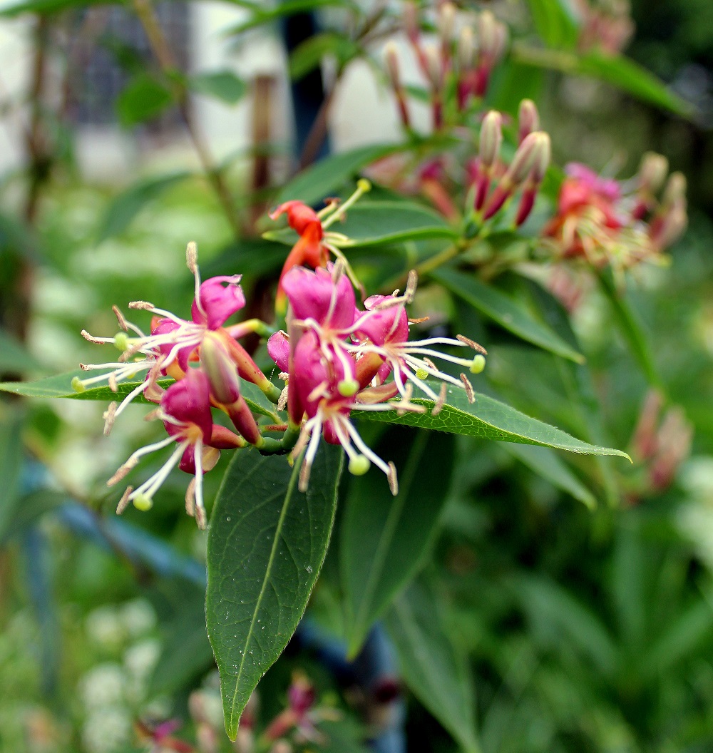 Waldgeiblatt (Lonicera periclymenum) | Garten Wissen