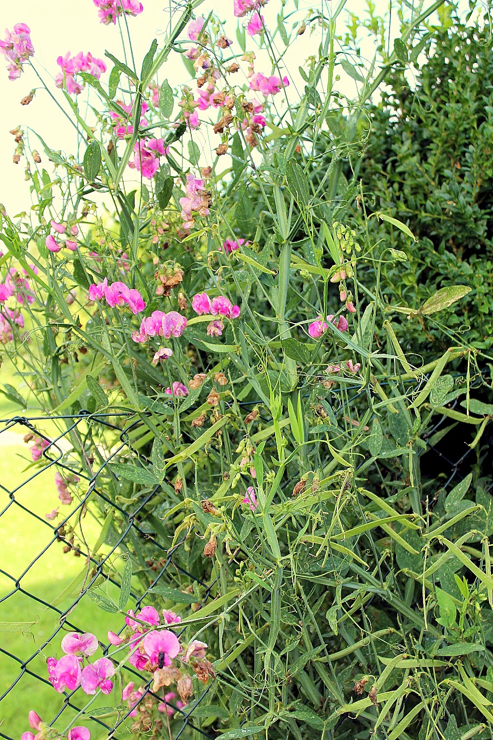 30 Annual Platterbse Black Knight Gartenwicke Am Meisten Duftend 