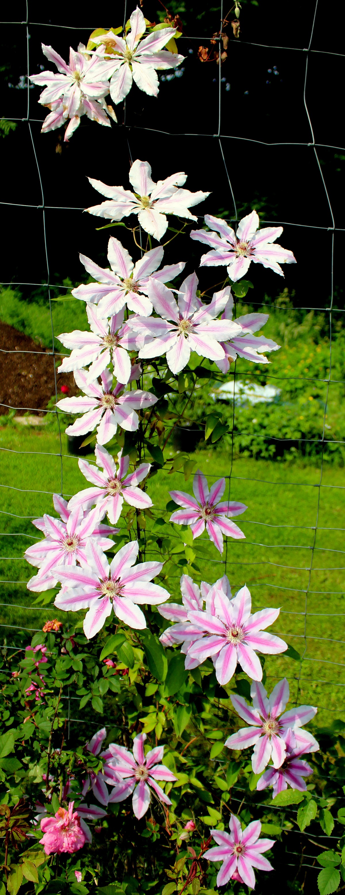 Spätblühende Clematis-Hybriden | Clematis | Garten Wissen