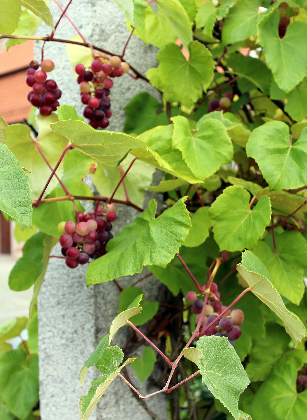 weinrebe_august_01 | Garten Wissen