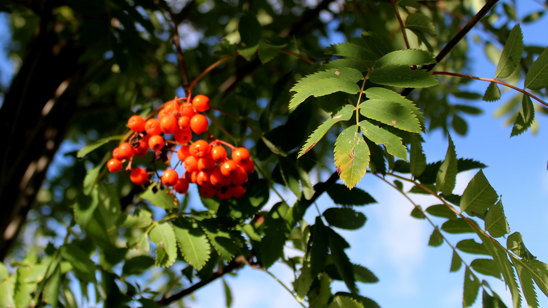 Vogelbeere, Eberesche (Sorbus aucuparia) Garten Wissen