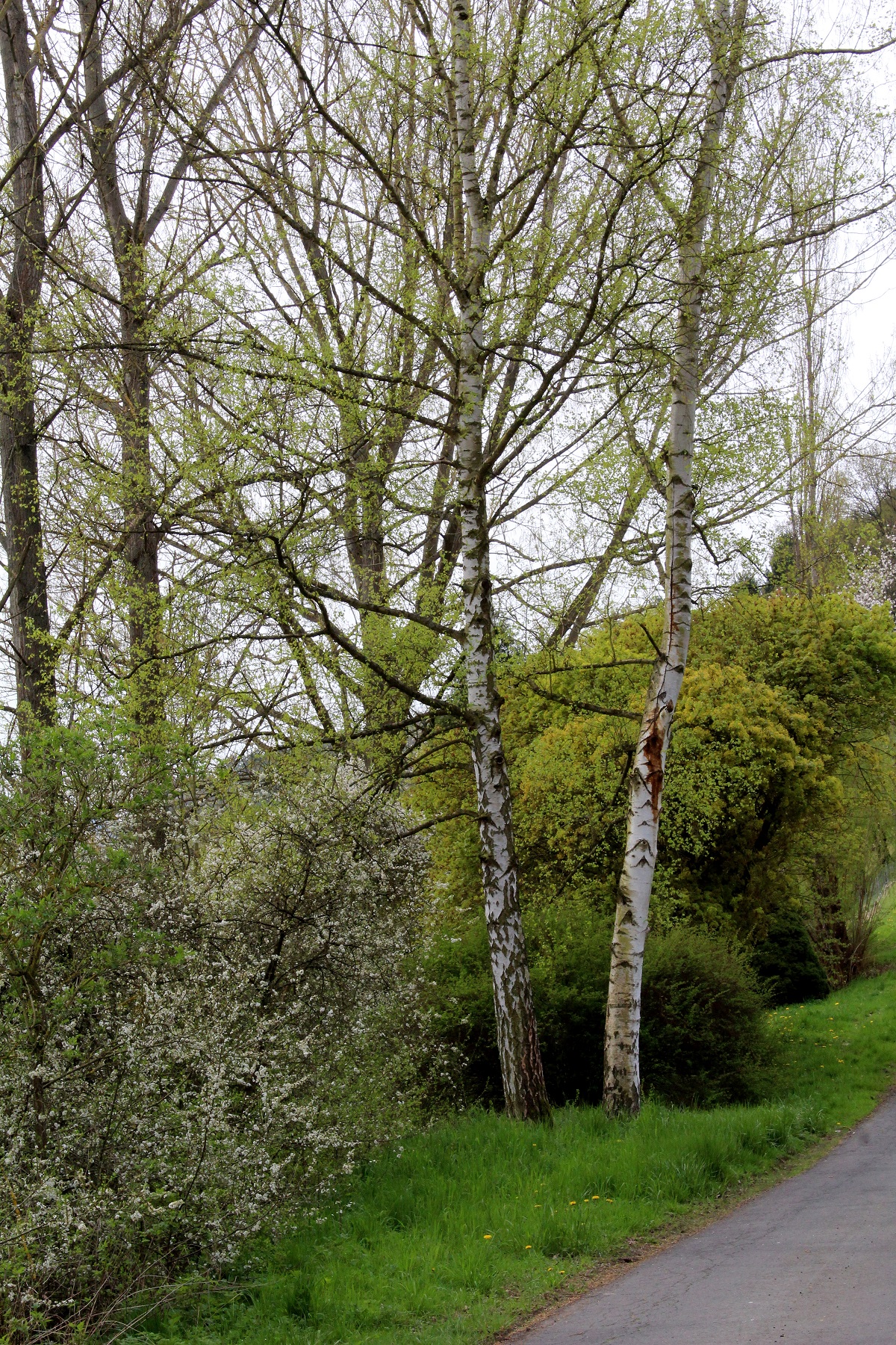 birken 01 apr 25 2015 s1 Garten Wissen