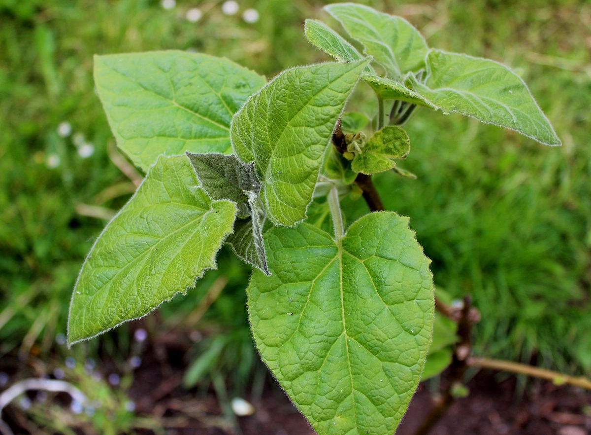 blauglockenbaum 01 MAI 282015 s2 Garten Wissen