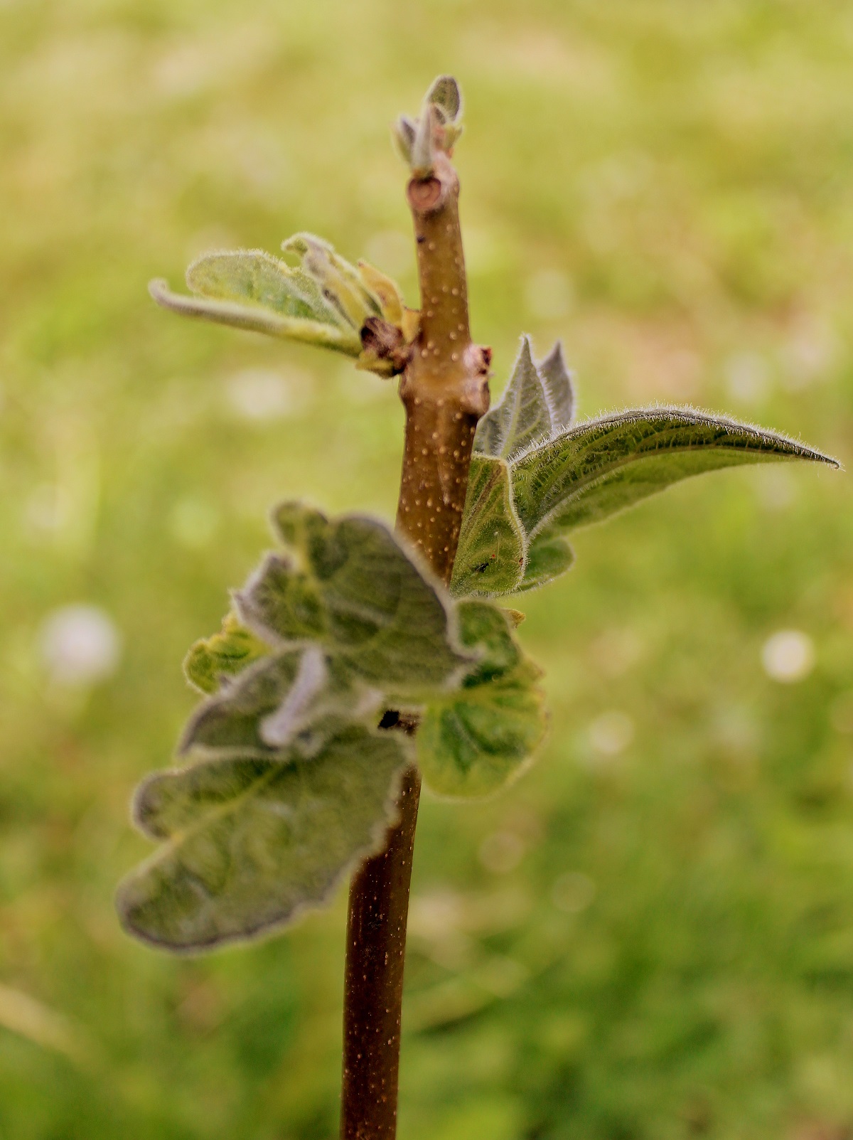 Blauglockenbaum (Paulownia tomentosa) Garten Wissen