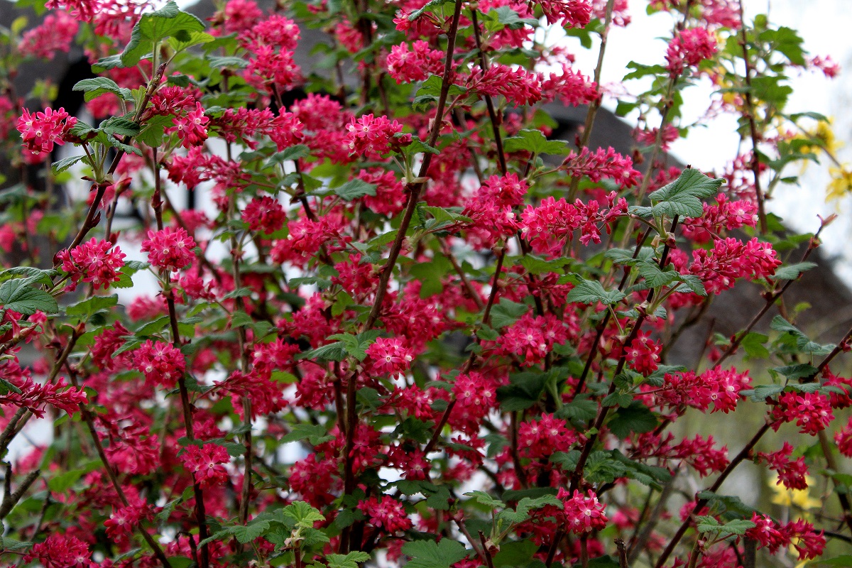 blutjohannisbeere 02 apr 25 2015 s1 Garten Wissen
