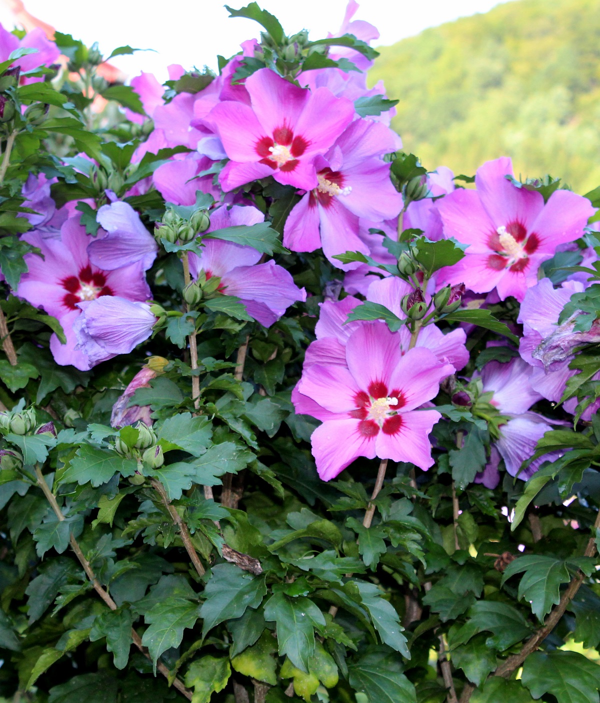 hibiskus s1 aug 24 2015 s2 | Garten Wissen