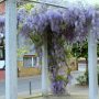 Pergola mit Langtraubiger Glyzine