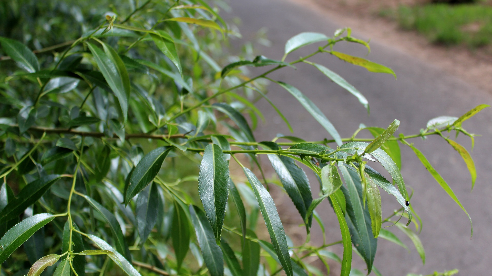 Silberweide (Salix alba) Weiden Garten Wissen