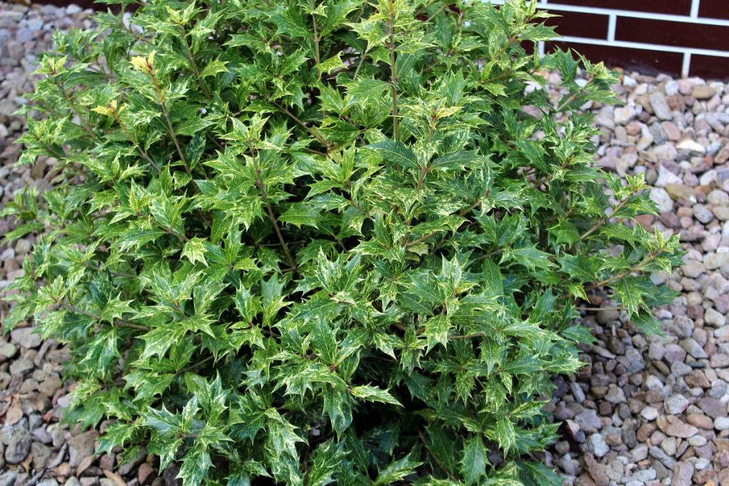 Ilex aquifolium Stechpalme Garten Wissen